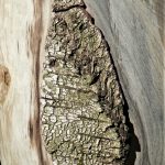 Nr. 1 | Urne aus stockiger Birke - Detail