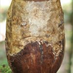 Nr. 56 | Urne aus Eichenwurzelholz u. handgeschöpften Papier