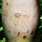 Nr. 73 | Urne aus Ahorn, astig